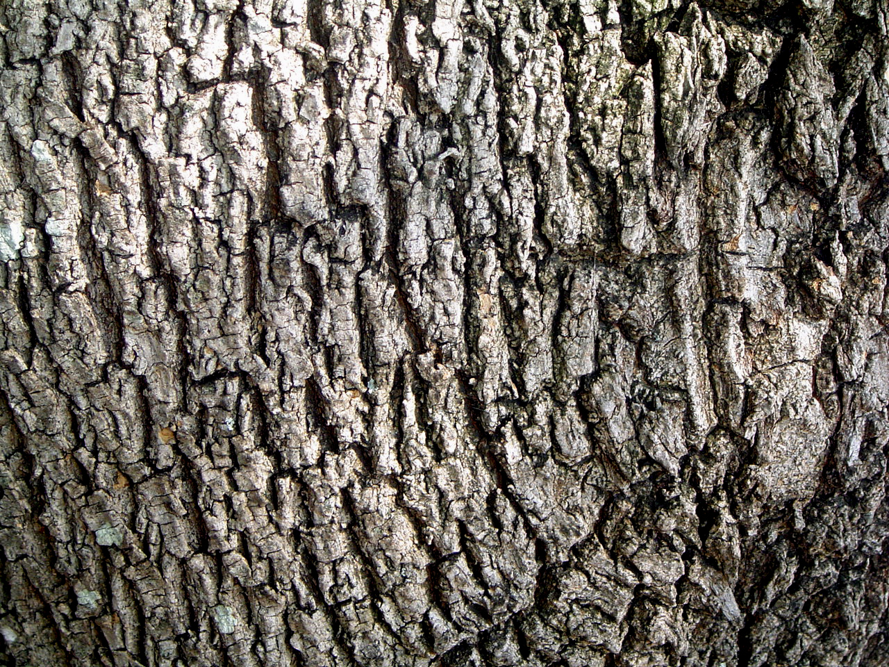 Bark