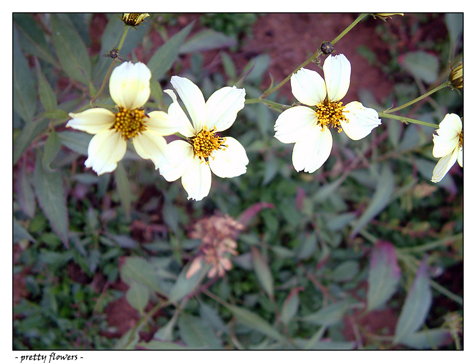 - pretty flowers -