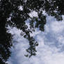 Tree Framed Clouds