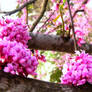 Redbud Buds