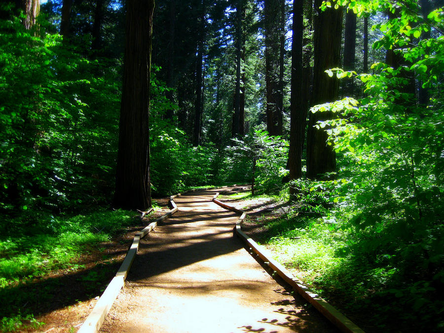 Woodland Path