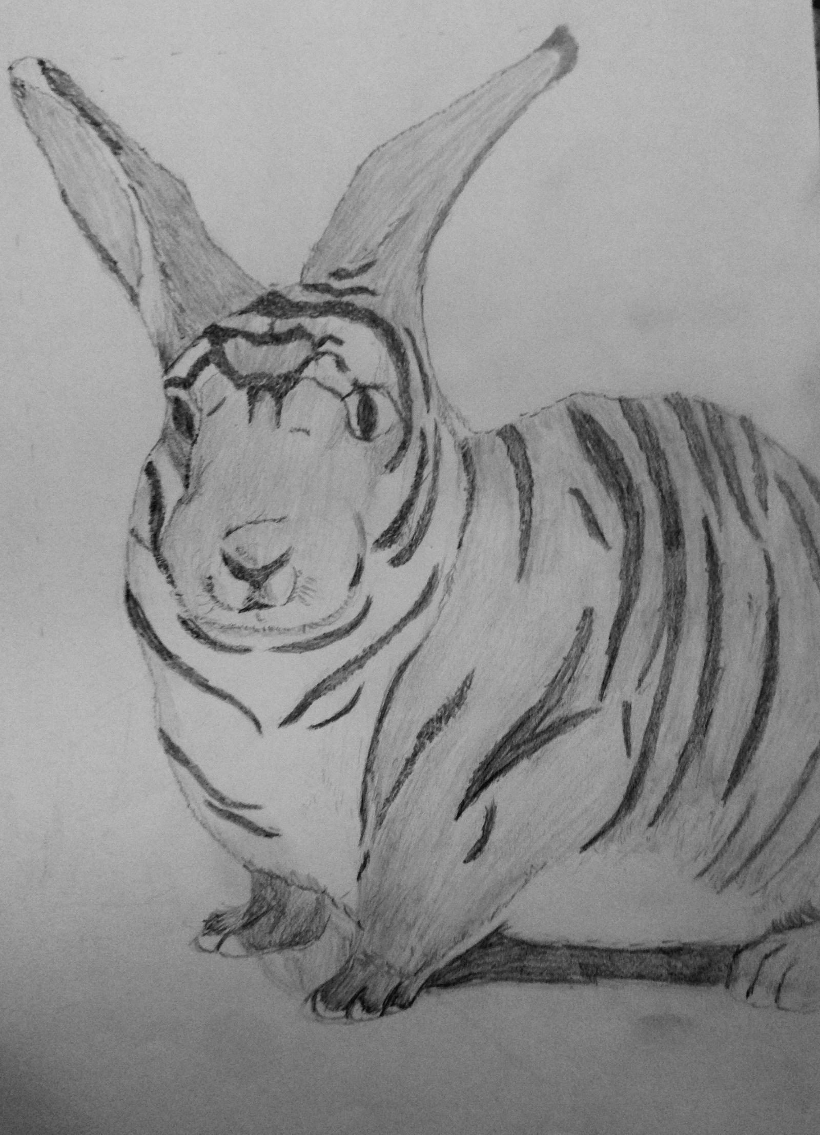 Tiger Rabbit Drawing Tiger Rabbit by juanmir on DeviantArt