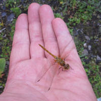 Dragonfly in Hand