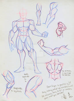 Anatomy Study Sketches