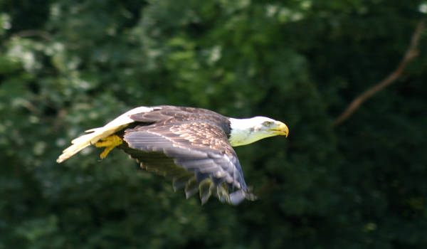 EAGLE 1