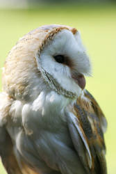 BARN OWL PORTRAIT