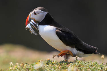 Puffin with food for its young