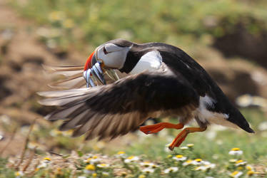 Puffin landing near its burrow to feed young