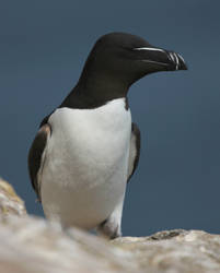 Razorbill