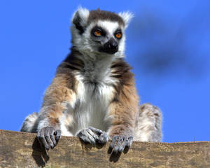 Ring-tailed Lemur