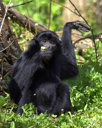 Juvenile Gibbon