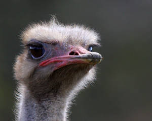 Ostrich portrait
