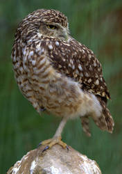 Burrowing Owl