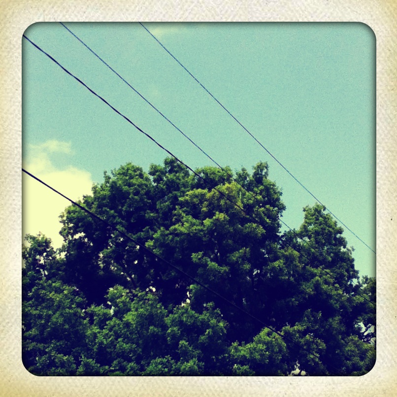 Vintage Tree