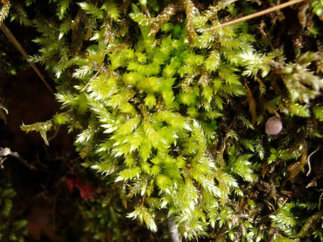 Moss Texture