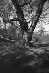 Pinhole V