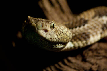 Timber Rattler