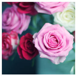 Romantic roses