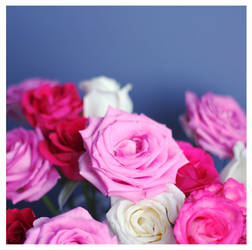 Romantic roses II