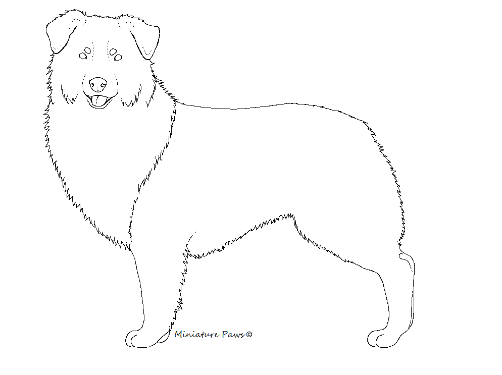 Free Australian Shepherd Lineart