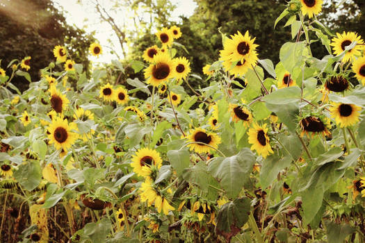 Field of Sunshine