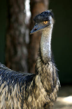 Emu