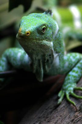 Iguana