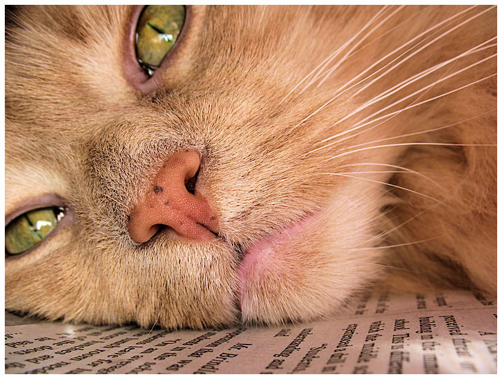 baby sleeps on newspapers