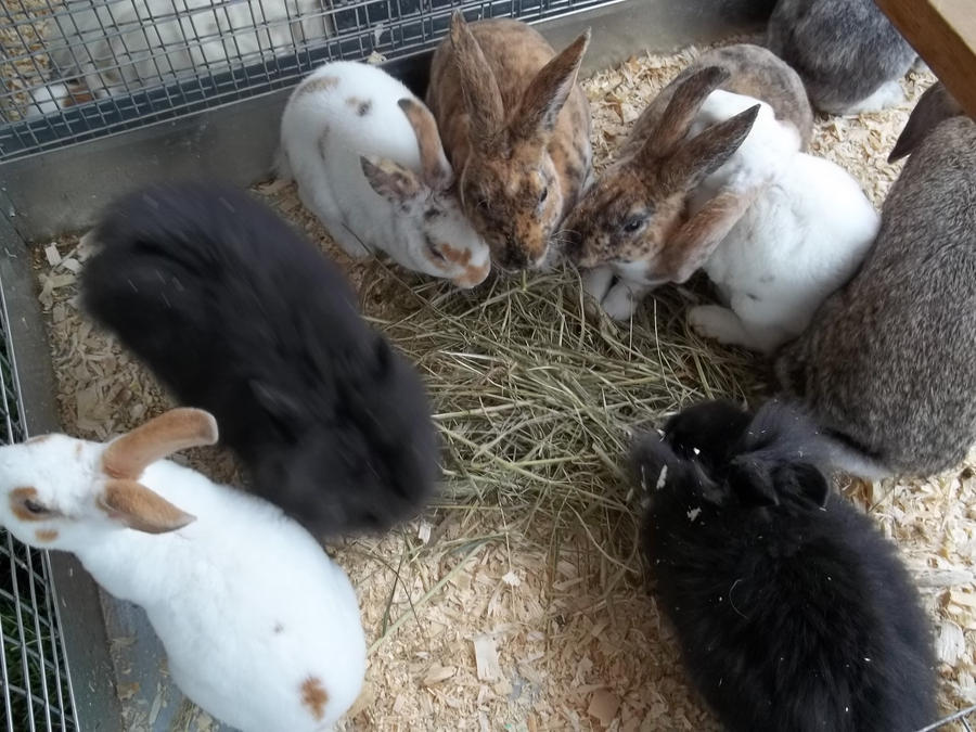 a bunch of rabits by fatthoron on DeviantArt