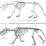 Amphicyon and Dukecynus