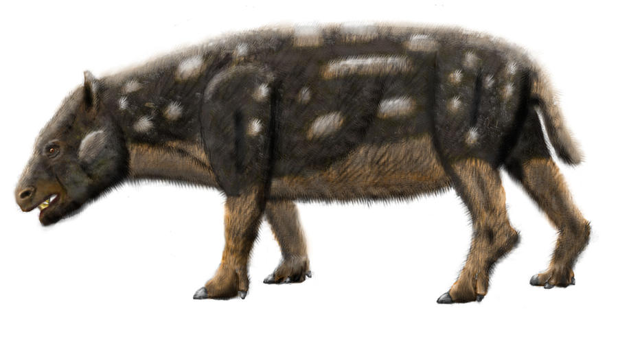Megadolodus - color