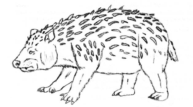Phytarctos - Panda hedgehog