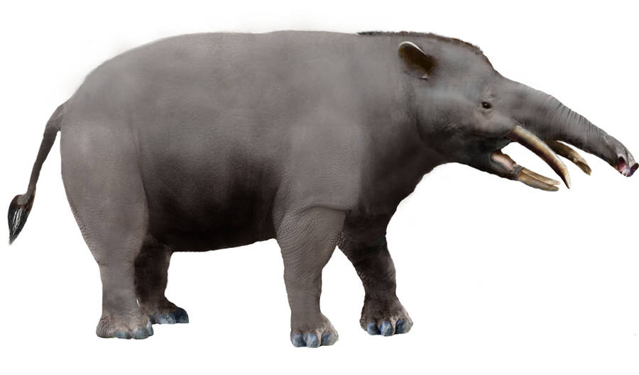 Granastrapotherium WIP 2 by Zimices
