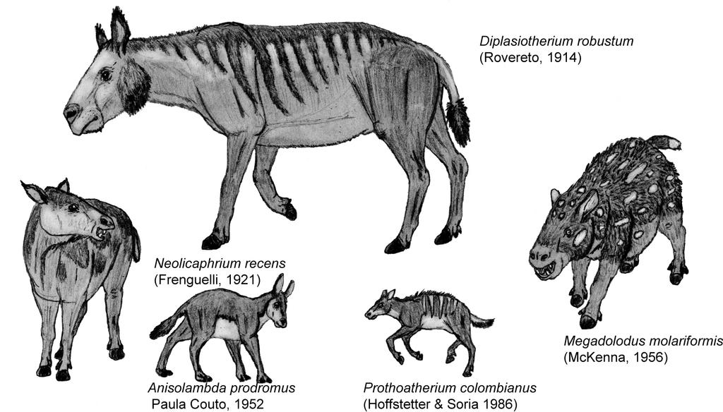 Proterotheriidae