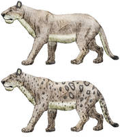 Panthera atrox (second part)