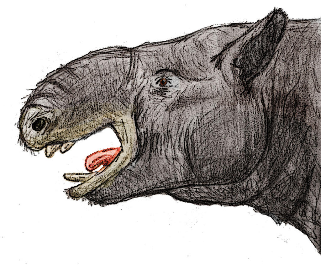 Pyrotherium Trunkless Pyrotherium by Zimices on DeviantArt