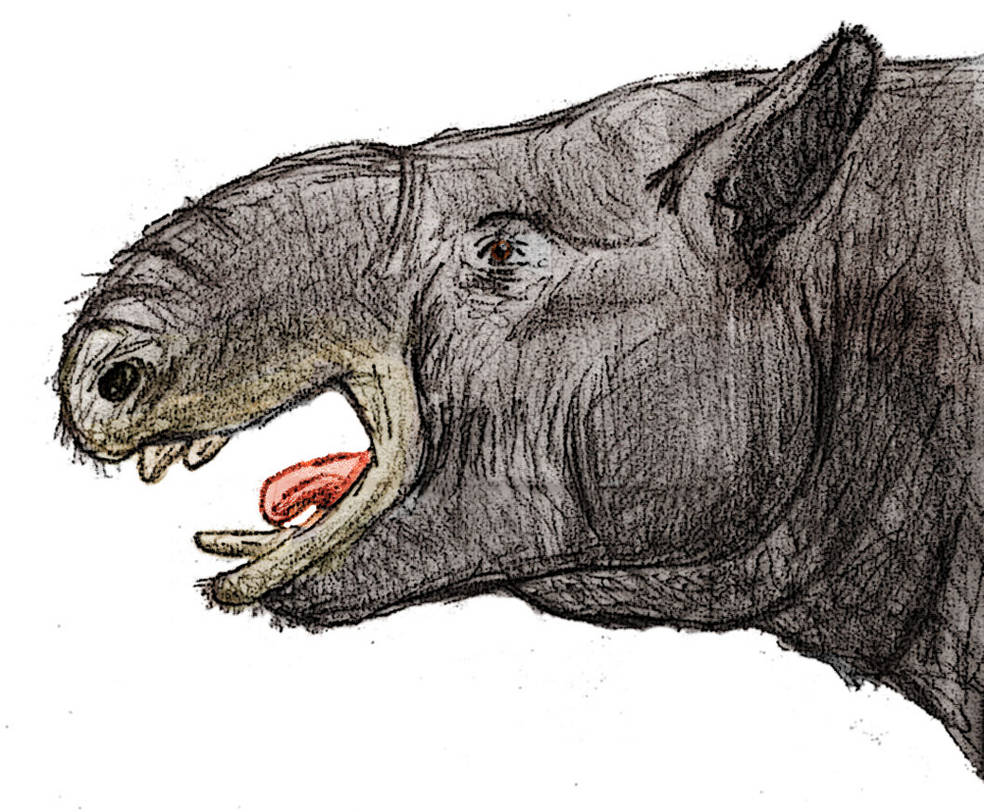 Pyrotherium Trunkless Pyrotherium by Zimices on DeviantArt
