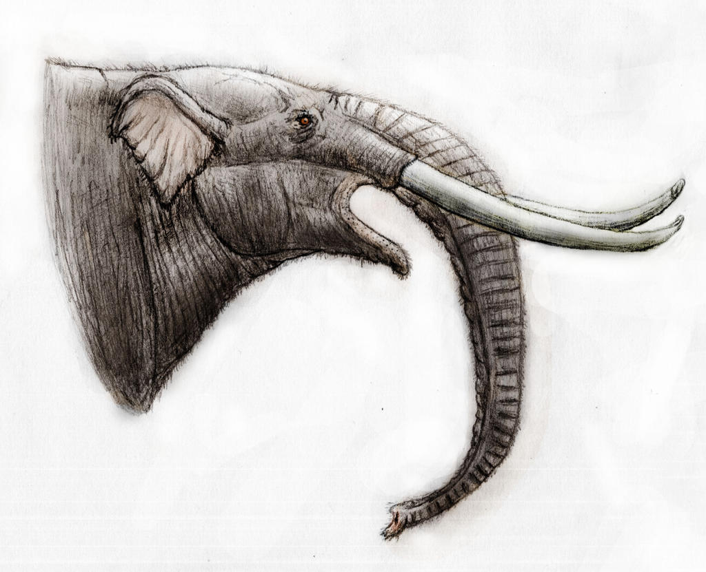 Sinomammut by Zimices on DeviantArt