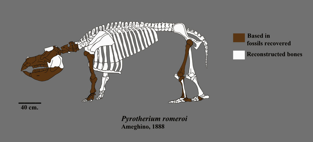 Pyrotherium Pyrotherium skeleton by Zimices on DeviantArt