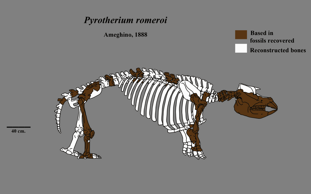 Pyrotherium Pyrotherium skeleton by Zimices on DeviantArt