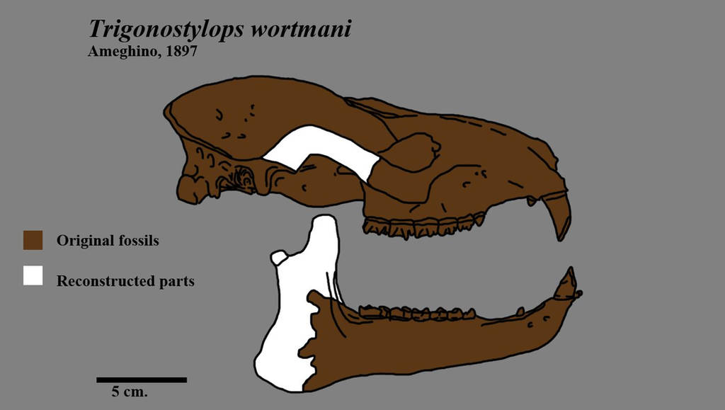 Trigonostylops skull by Zimices