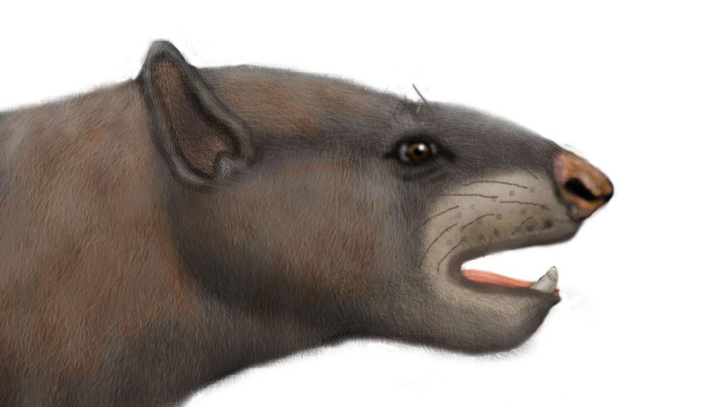 Trigonostylops reconstruction by Zimices