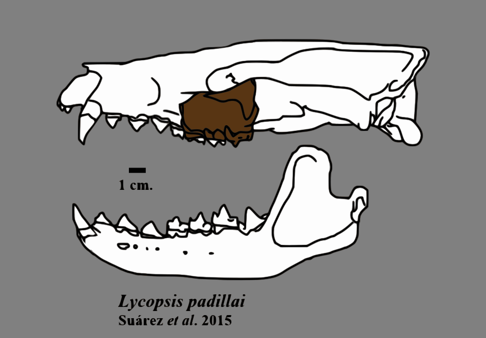 Lycopsis padillai