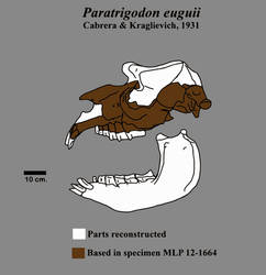 Paratrigodon by Zimices