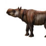 Plesiaceratherium sp.