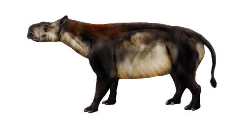 Subhyracodon