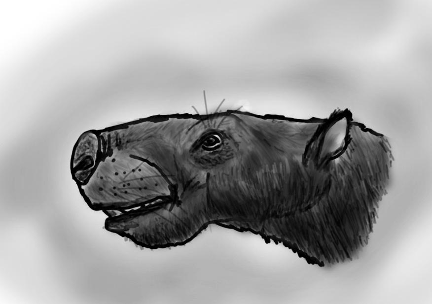 Paulchoffatia by Zimices on DeviantArt