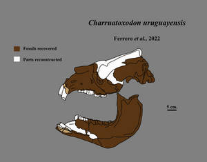 Charruatoxodon skull