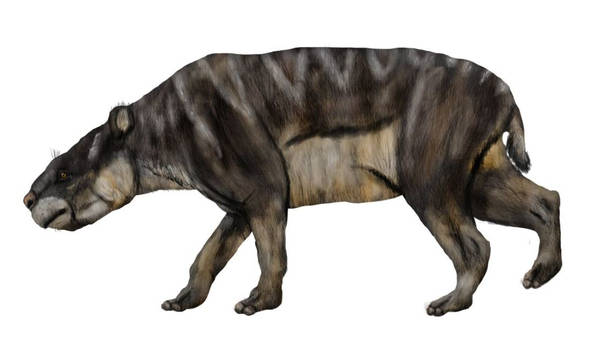 Rhynchippus