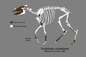 Neodolodus colombianus